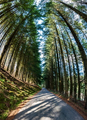 Obraz premium Abstract view of lookin up at trees at the end of a summers day