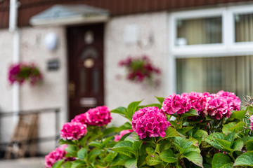 Purple flowers in front of a new UK house, selective focus on flowers