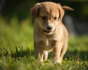 Portrait young dog playing in the meadow