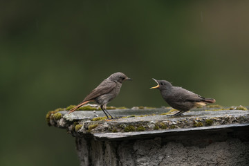 Jeune oiseau attend la becquée