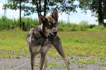 Whisky le husky alaskan