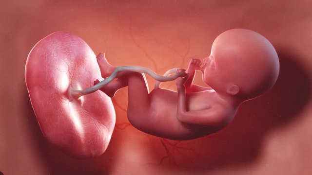 medically accurate 3d illustration of a human fetus week 20