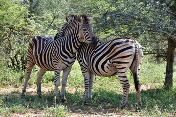 Fototapeta na wymiar zebras in Kruger national park