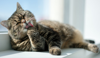 Fototapeta premium poważny kot odpoczywał w oknie