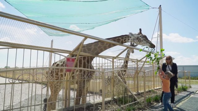 Beautiful woman with a baby near a giraffe at the zoo