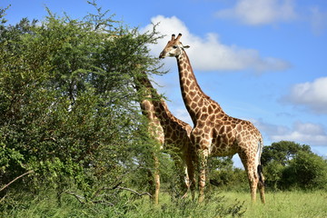 Naklejka na ściany i meble giraffe in african landscape