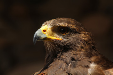 portrait d'un aigle royal