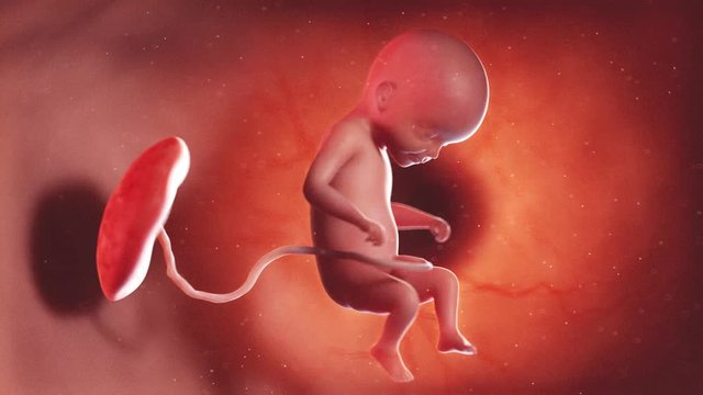 medically accurate 3d illustration of a human fetus week 22
