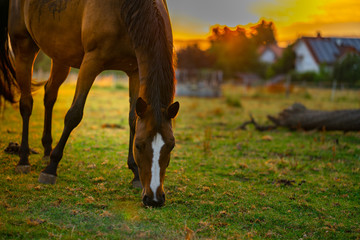 Horse graze in the sundown light