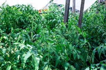 The rows of tomato seedlings home-grown produce.