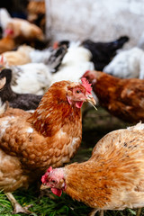 Chickens on the farm. Toned, style, color photo.