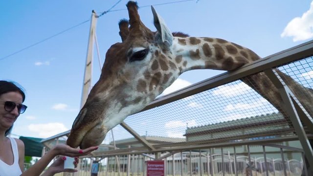 Woman feeds giraffe at contact zoo