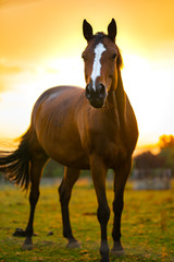 Obraz na płótnie Canvas Horse in the sundown light