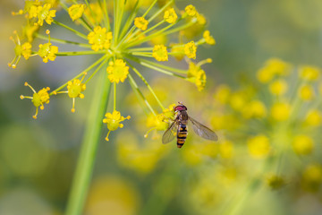 Syrphus ribesii is a very common Holarctic species of hoverfly.
