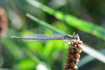 female of white-legged damselfly or blue featherleg (Platycnemis pennipes)