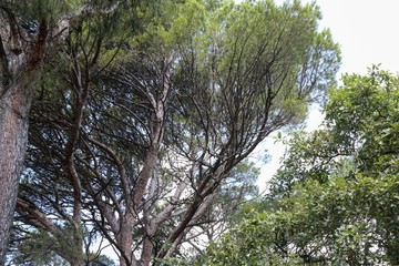 Exotic tree