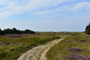 Heidelandschaft mit Feldweg auf Insel Hiddensee