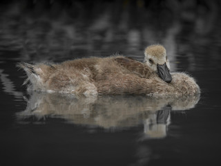 Young Canada goose trying to sleep