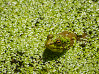 Young Canada goose trying to sleep