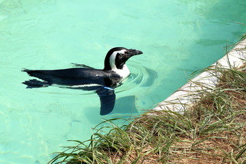 Spectacled penguin swimming to the right to the edge of the pool © Clark Ukidu