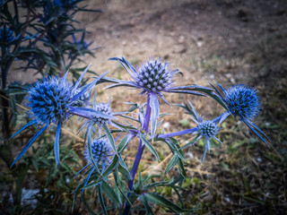 fiori blu spinosi di alta montagna