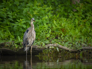 Great Blue Heron fishing