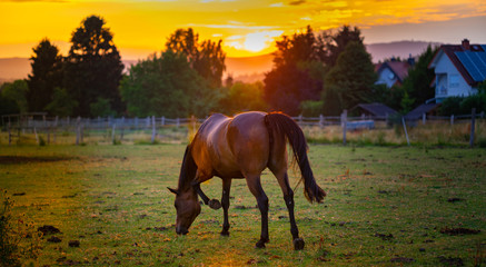 Horse graze in the sundown light