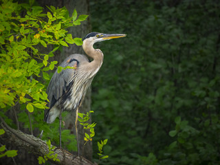 Great Blue Heron fishing