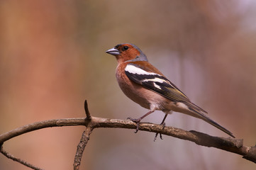 Chaffinch sits on a thin dry branch and prepared to sing a spring song (in the natural habitat).