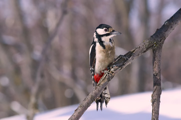 Great spotted woodpecker sits on a branch in a natural habitat.
