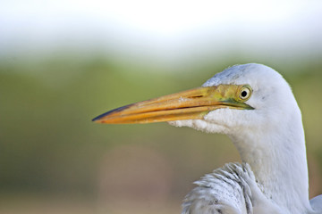 Egret on a pier