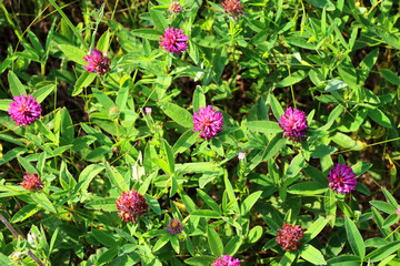 Trifolium pratense. Thickets of a blossoming clover