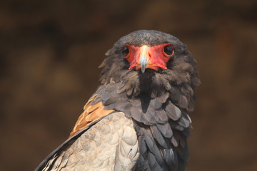 portrait d'un aigle bateleur