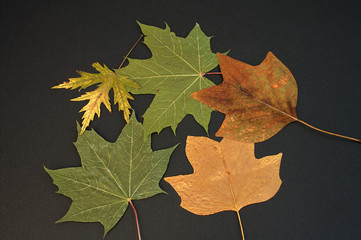 Dry leaves of maple from herbarium of 1961.