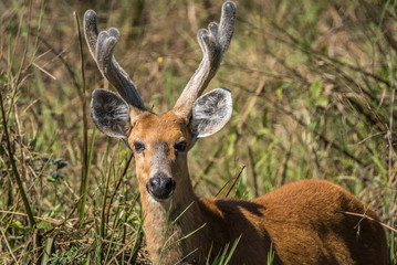 Cervo do Pantanal / Marsh Deer (Blastocerus dichotomus)