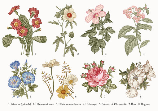 Botany. Set vintage realistic isolated flowers. Nature. Drawing engraving. Vector victorian Illustration. Primrose, Hibiscus, Heliotrope, Petunia, Chamomile, Rose, Dogrose.