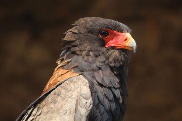 portrait d'un aigle bateleur