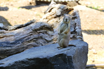 Prairie dog Cynomys ludovicianus sitting on stone looking alert excited