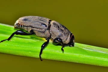 Hunting Billbug (Sphenophorus venatus vestitus) feeding on a succulent plant stem. These large weevils are considered pests as they can kill plants by feeding from them.