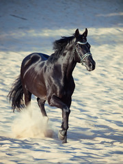 Fototapeta na wymiar Running beautiful black stallion in the desert