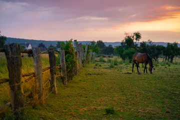 Horse in the sundown light. Bright colors of the grass and sky.