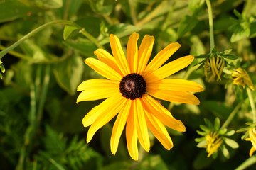 Bright flowers of rudbeckia on a green background. Long narrow yellow petals, black shining midpoints. Flowers in the form of a camomile.