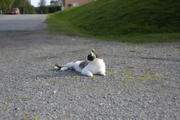 Cat lay on the road