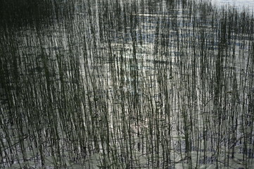 Fototapeta premium Nordic countries, Scandinavia, ecology, travel, lake, forests, outdoor activities, nature