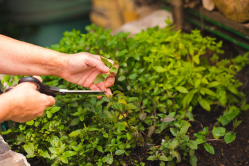 Hand picking up green herbs
