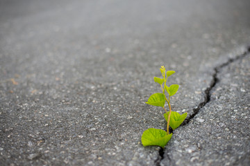 The tree was born and grew from the crevice of the road.