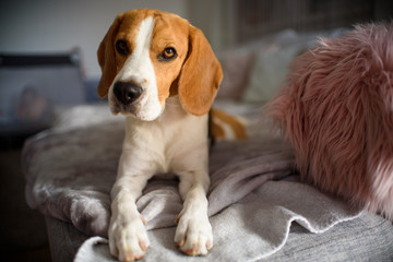 Purebred beagle dog lying on couch sofa in living room - obrazy, fototapety, plakaty