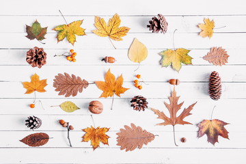 Autumn composition. Pattern made of dried leaves, berries and cones on white wooden background....