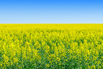 Rapeseed (Brassica napus), rape, oilseed rape field.  Bright-yellow flower Brassica napus. Rapeseed...