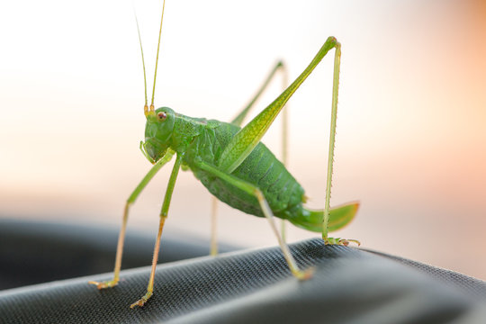 Grash&uuml;pfer